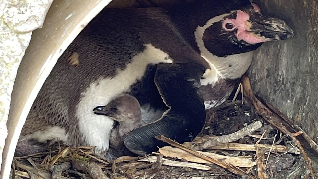 The Humboldt penguin chick with one of its parents