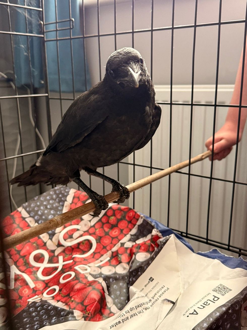 Crow returns to visit vet who treated it for a fractured wing