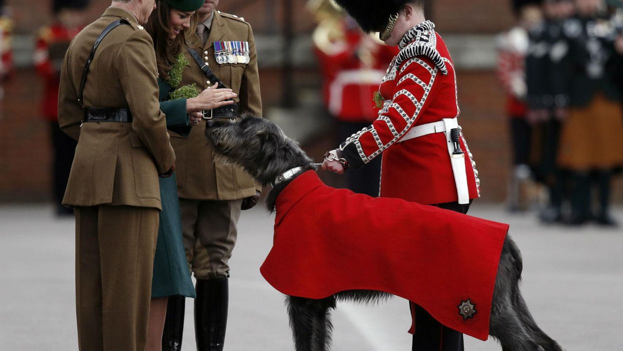 The Irish Guards’ official mascot, wolfhound Domhnall of Shantamon (