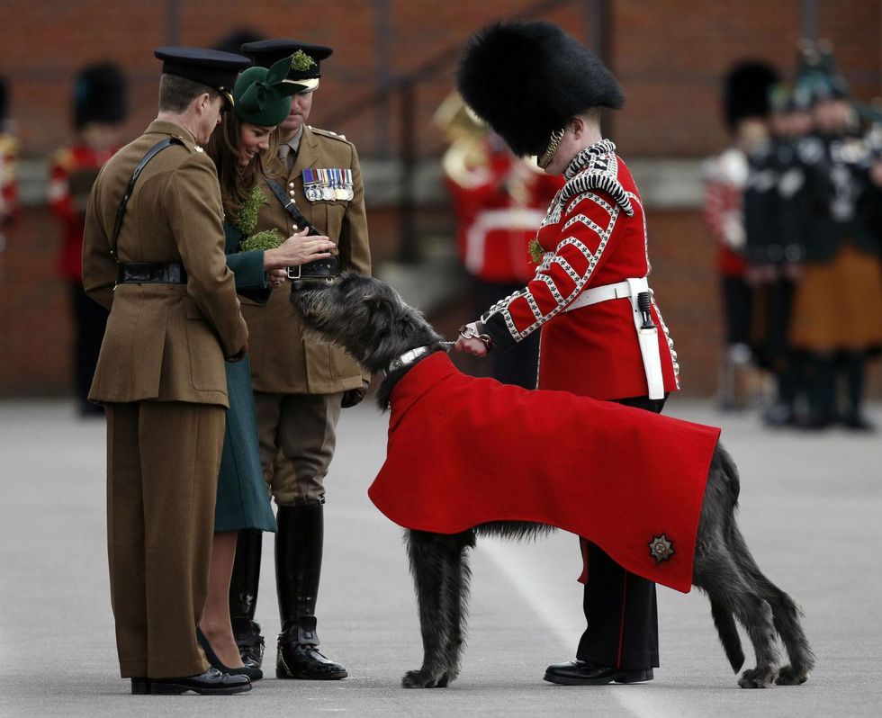 The Irish Guards\u2019 official mascot, wolfhound Domhnall of Shantamon (