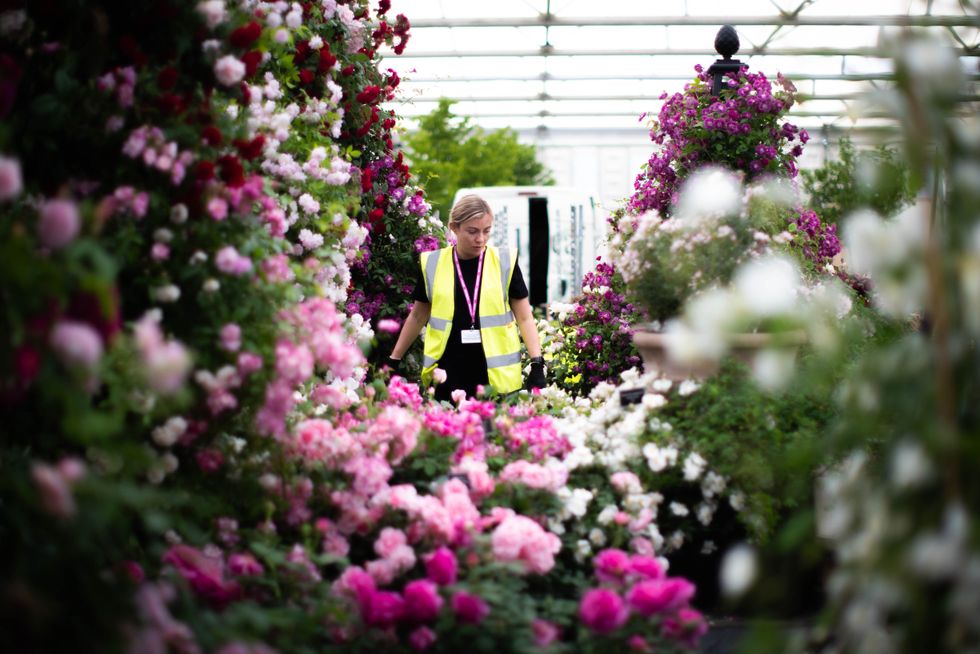 Chelsea Flower Show returns with a focus on climate, nature – and a love of dogs