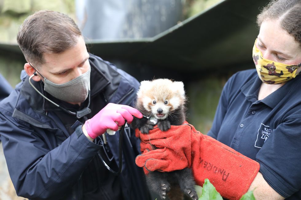 The kit will stay in her den until she is around four months old (RZSS/PA)