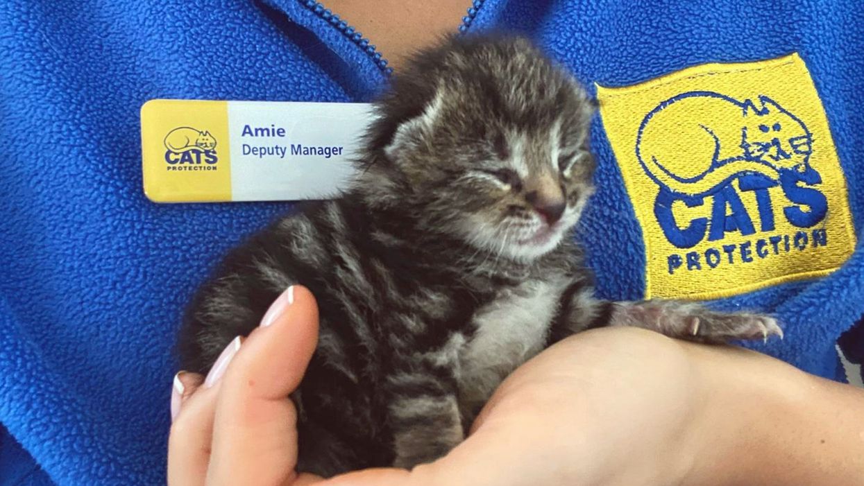 The kitten nicknamed Tiny Tim (Cats Protection/PA)