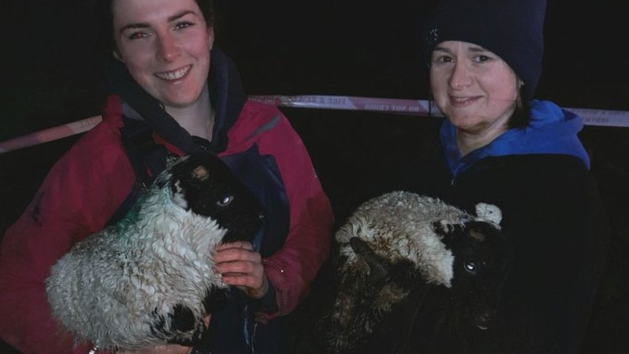 The lambs were returned to their owner
