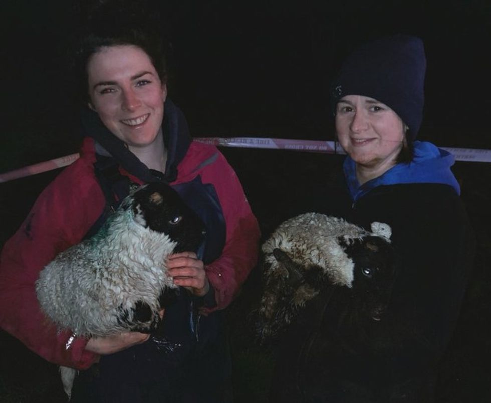 The lambs were returned to their owner