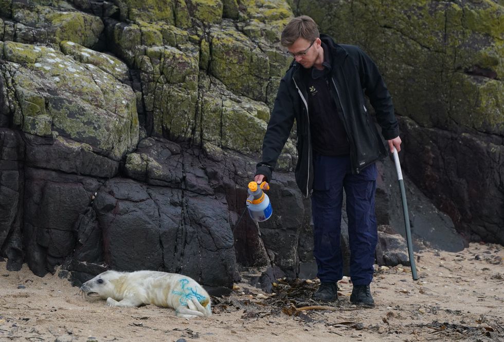 The last survey was completed in 2019 with a record number of 2,823 pups born (Owen Humphreys/PA)