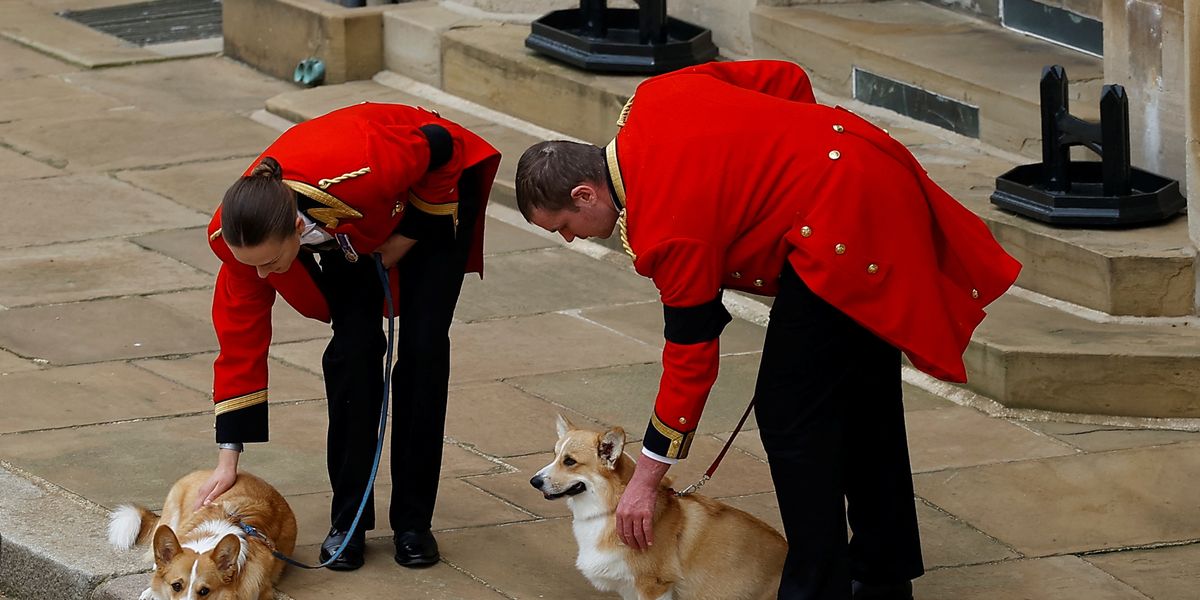 A Pembroke Welsh Corgi Dog Owned by Queen Elizabeth II – MyPuzzle