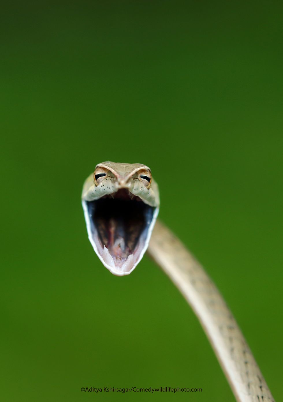 The Laughing Snake by Aditya Kshirsagar (Aditya Kshirsagar/Comedy Wildlife Photography Awards 2021/PA)