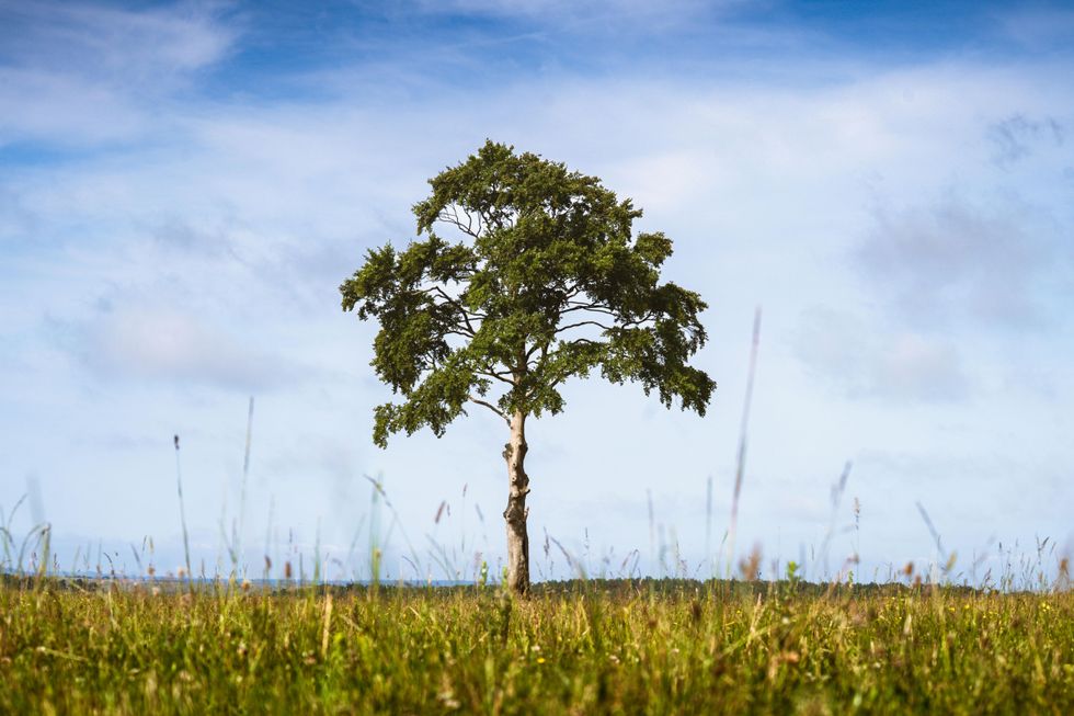 The Lollipop Tree that features in Sam Mendes's film 1917