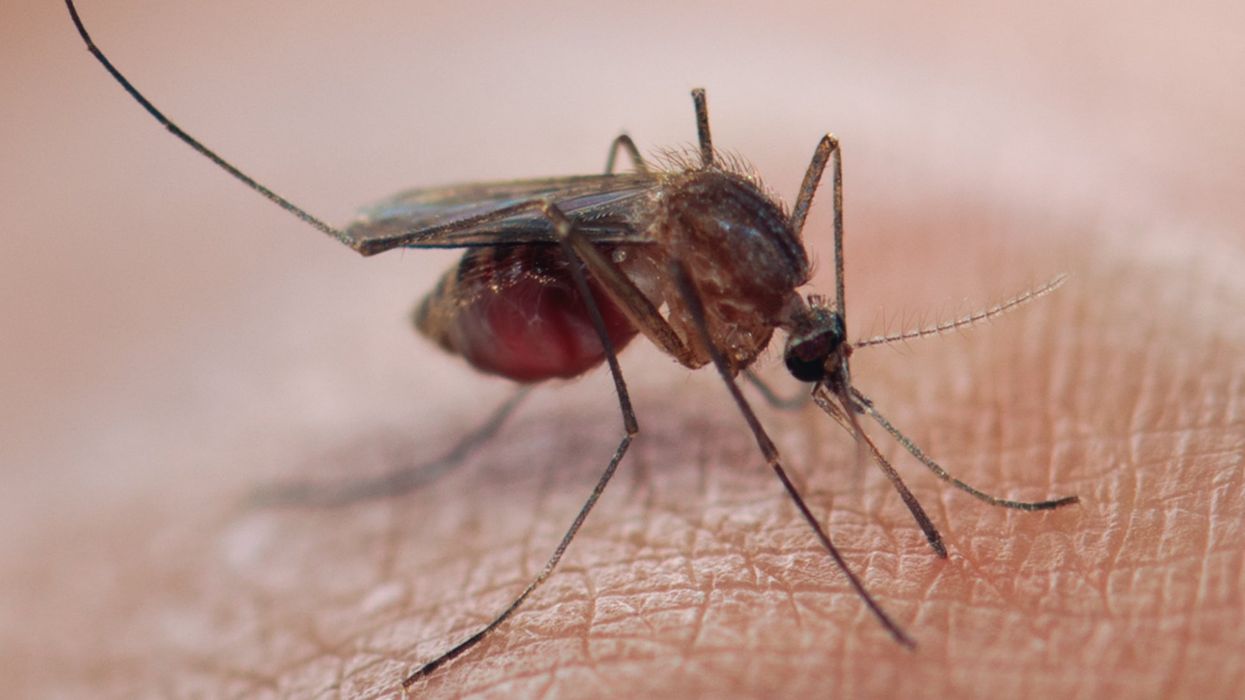 <p>The London Underground is believed to be the home of an exclusive type of mosquito.</p>