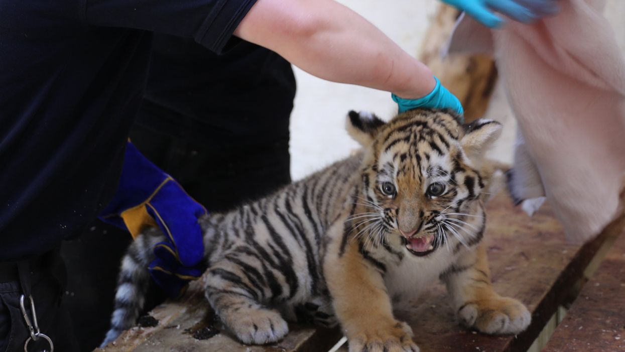 The male Amur tiger cub was born at Highland Wildlife Park in May along with his two sisters (RZSS/PA)