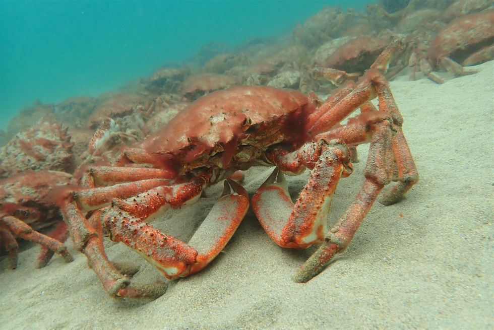 The mass aggregation of spider crabs was filmed on a beach in Falmouth, Cornwall (Matt Slater/Cornwall Wildlife Trust/PA).