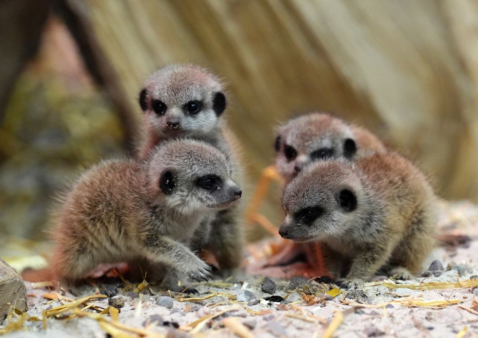 Meerkat pups welcomed at safari park