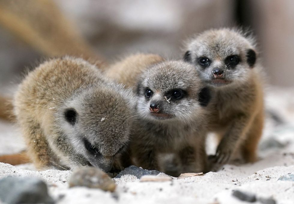Baby meerkats explore their surroundings at safari park