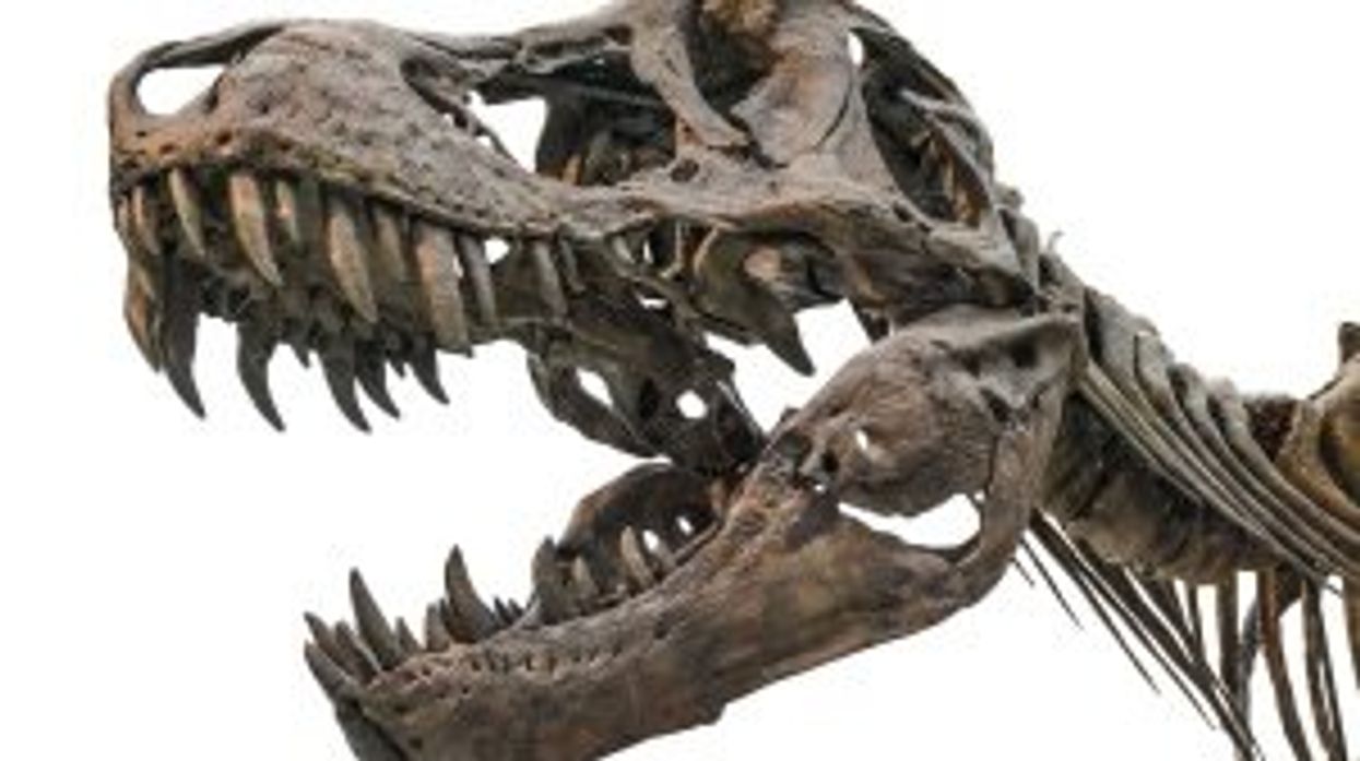 Scientists have discovered how many T-Rex ever existed