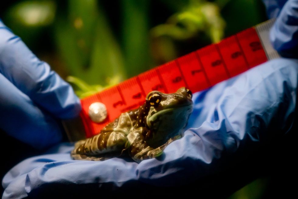 The milk frog is one of the aquarium\u2019s smallest species, measuring at just eight centimetres long (PA)