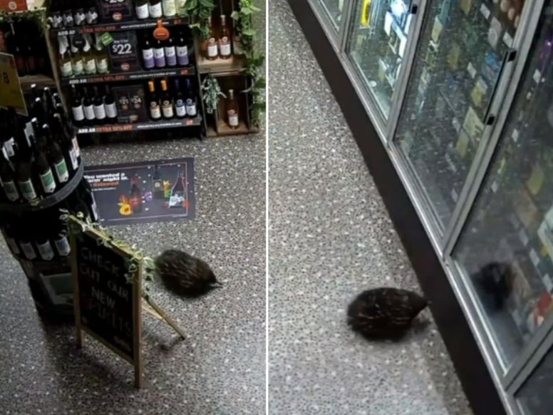 Thirsty Echidna Breaks Into Alcohol Shop In New South Wales And Causes Total Chaos Indy100