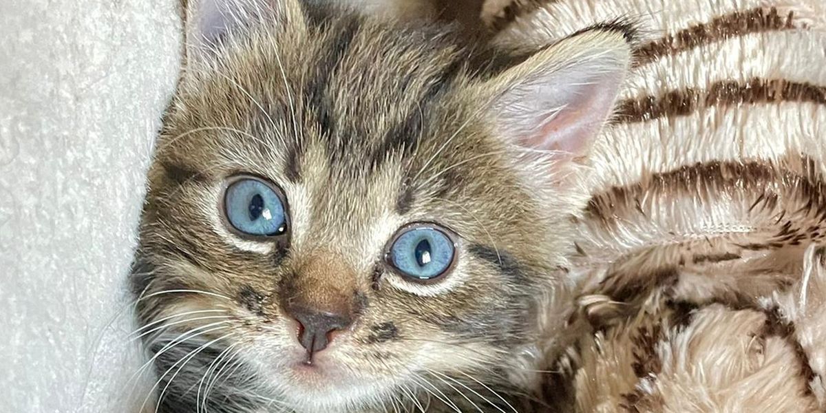 اكتشف العلماء وجود صلة غامضة بين القطط والفصام اكتشف العلماء وجود صلة غامضة بين القطط والفصام