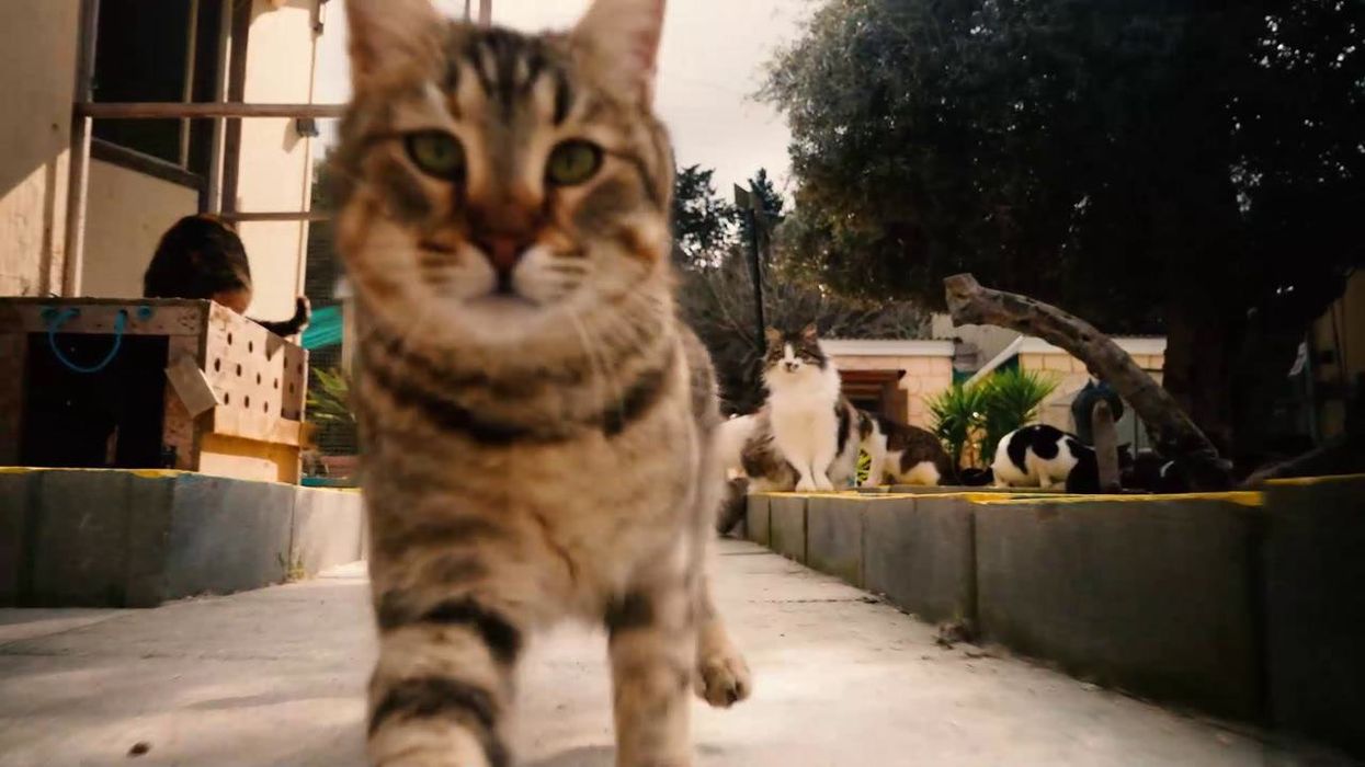 Scientists discover mysterious link between cats and schizophrenia