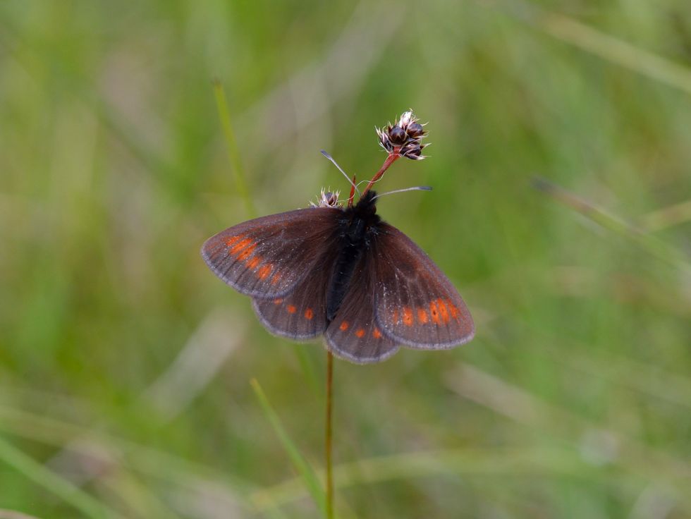 Lake District walkers urged to look out for England’s only mountain butterfly