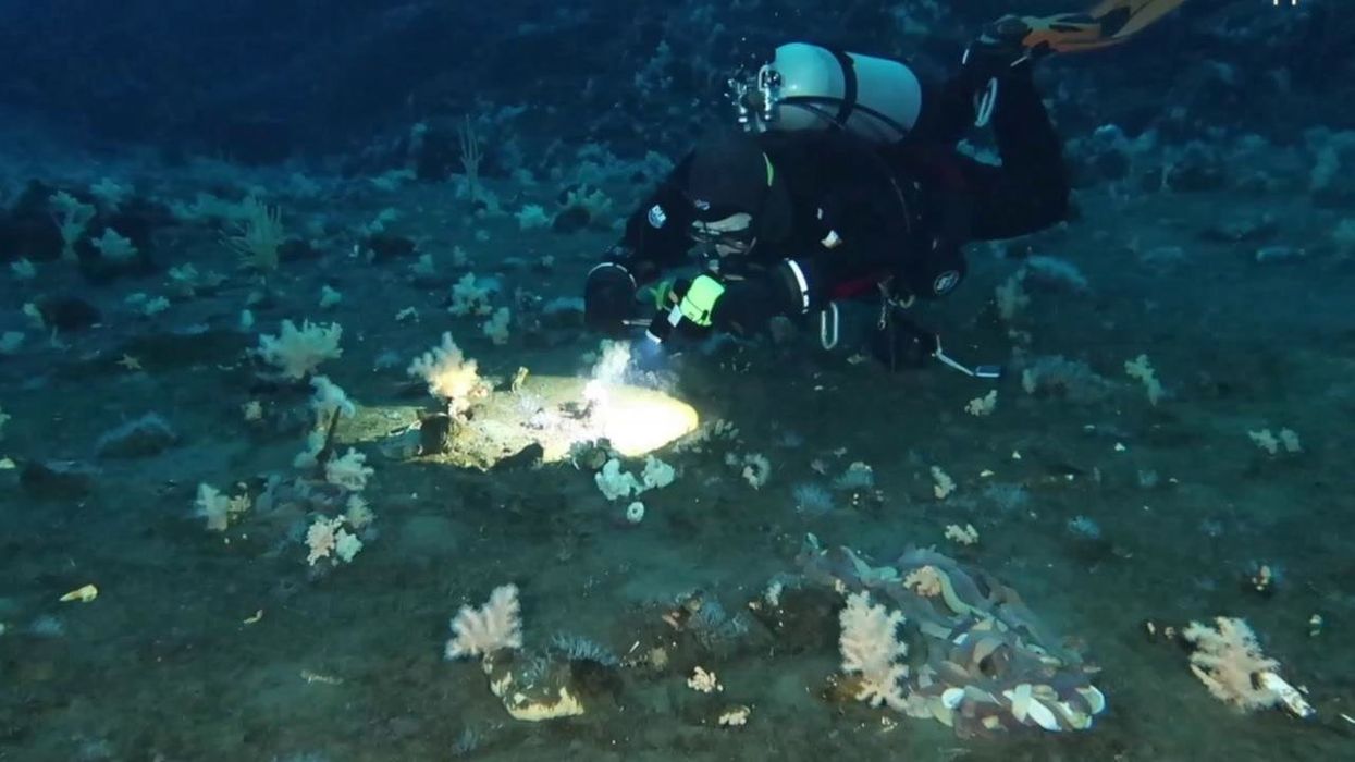 Scientists finally uncover mystery behind giant Antarctic sea spiders