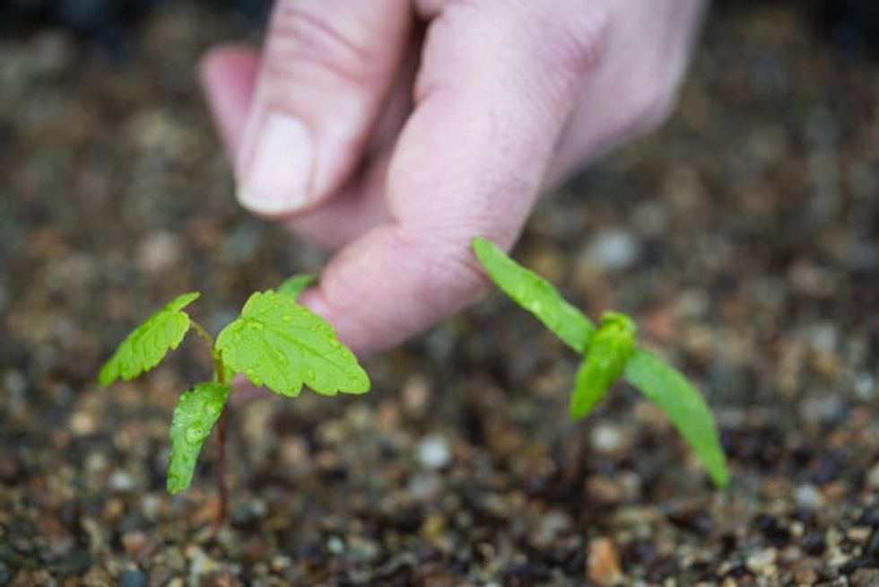 The National Trust Plant Conservation Centre - where seedlings and grafted buds and shoots taken from the \u2018sycamore gap\u2019 tree which was cut down in September 2023, are being nurtured. Seeds and buds rescued from the Sycamore Gap are 'springing into life' at a specialist conservation centre, giving hope the famous tree will live on