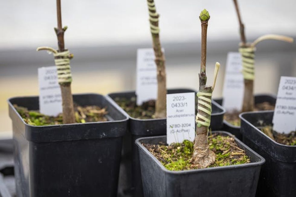 The National Trust Plant Conservation Centre - where seedlings and grafted buds and shoots taken from the \u2018sycamore gap\u2019 tree which was cut down in September 2023, are being nurtured. Seeds and buds rescued from the Sycamore Gap are 'springing into life' at a specialist conservation centre, giving hope the famous tree will live on