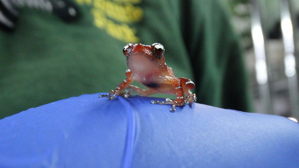Frog species in ‘perilous state’ bred at Cotswold Wildlife Park