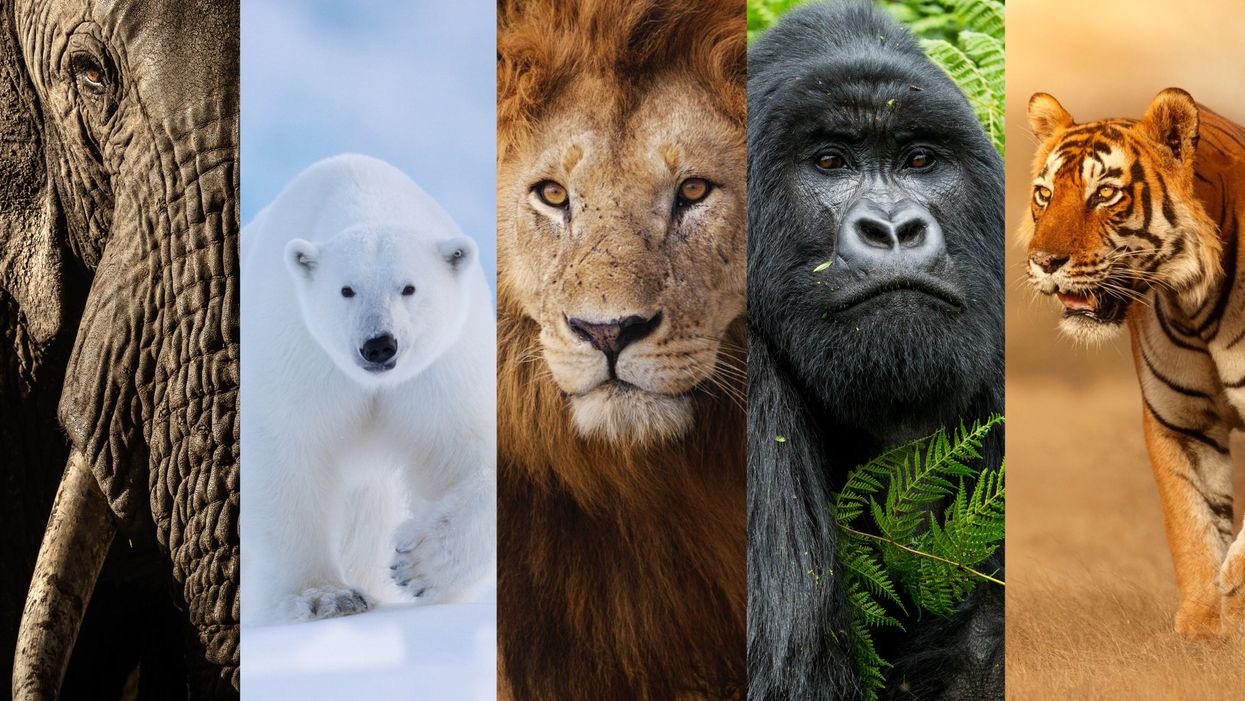 The New Big Five animals chosen by wildlife lovers around the world have been revealed (New Big 5/PA)
