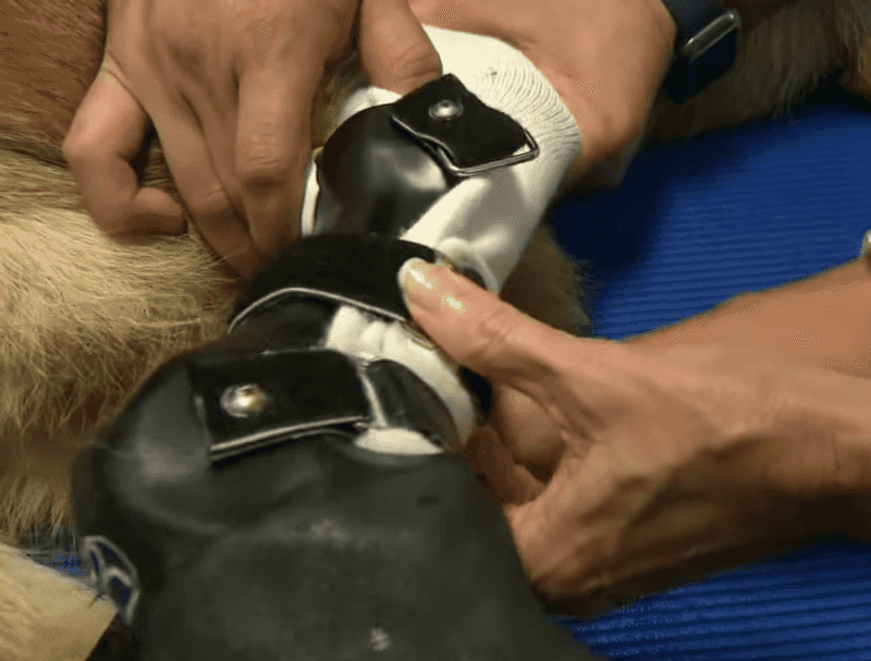 German shepherd born without back paws learning to walk with prosthetics |  indy100