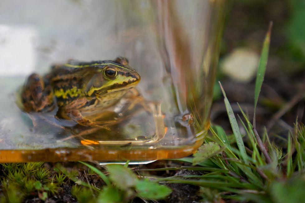 The northern pool frog went extinct in England in the mid-1990s but has since been reintroduced (Jacob King/ PA)