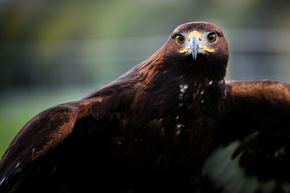 Number of golden eagles in southern Scotland soars to ‘highest in 300 years’