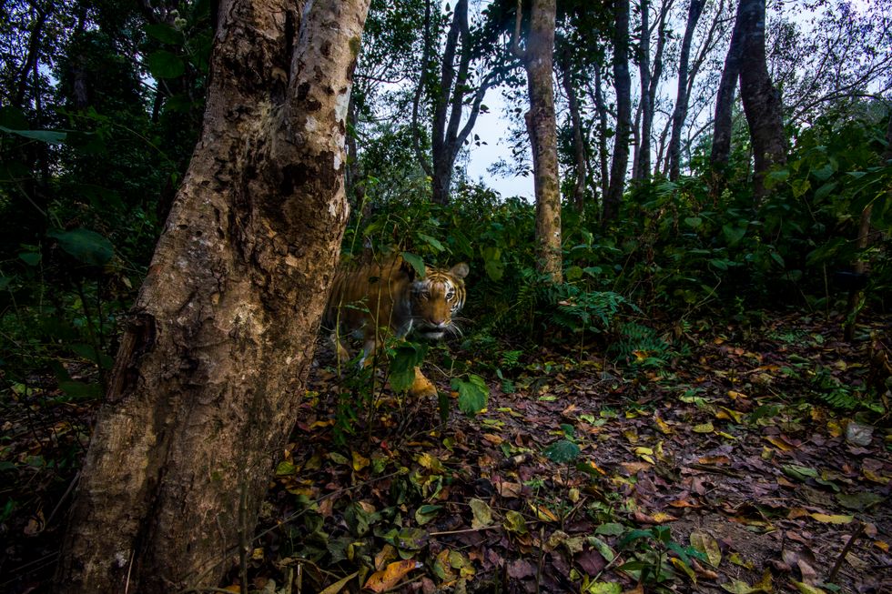 Tiger numbers surge in Nepal following 12-year conservation programme