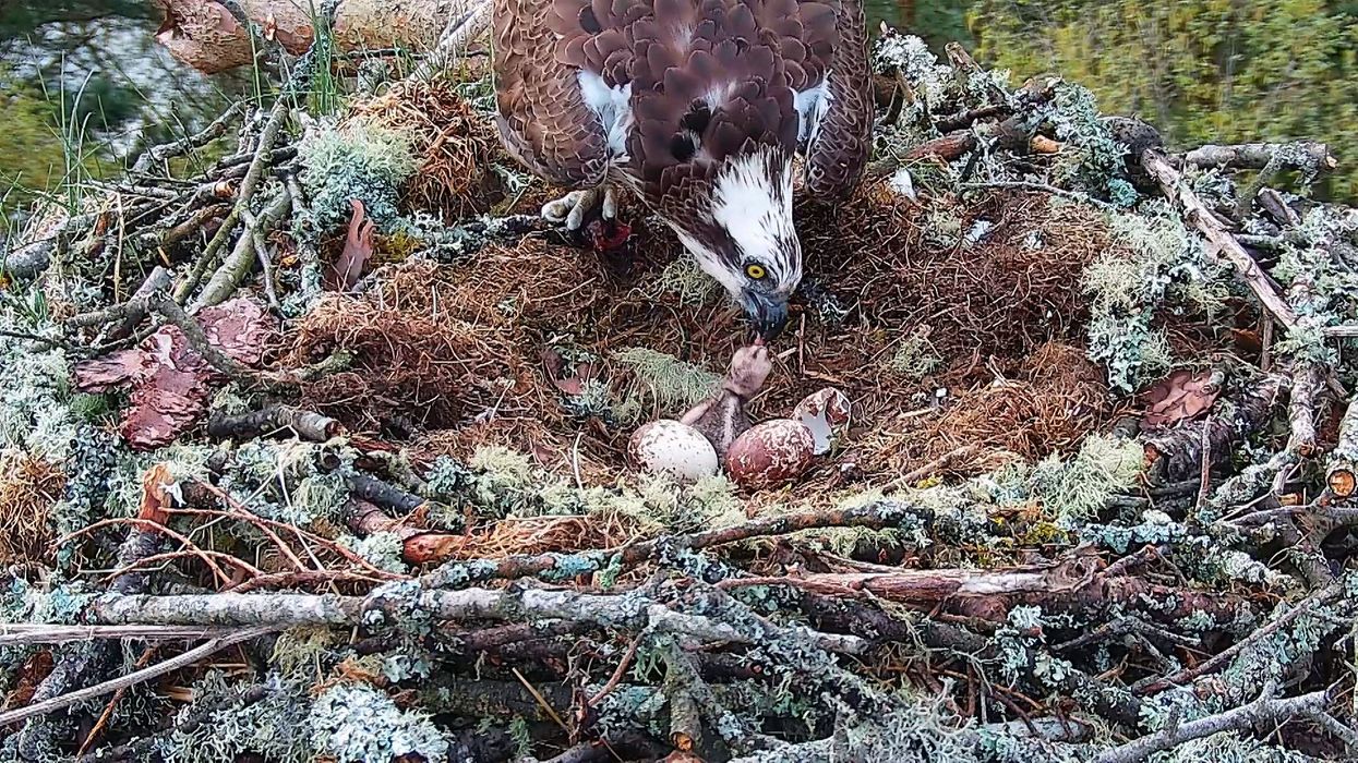 The osprey chick at Loch of the Lowes