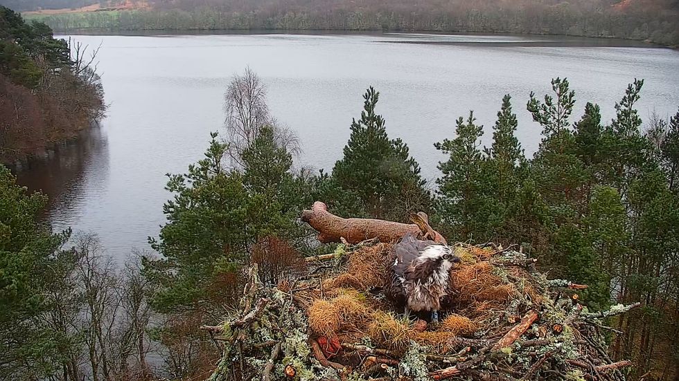 Osprey lays first egg of season at nature reserve