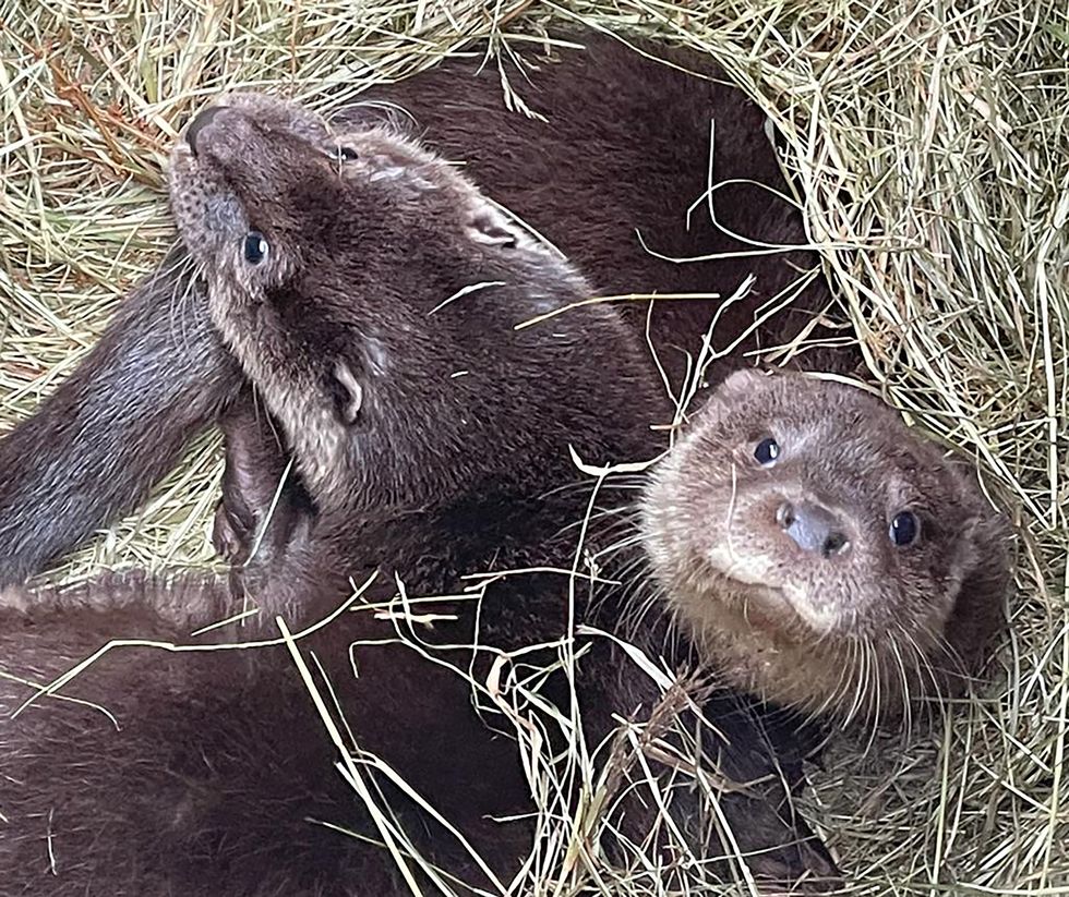 The otters have been given a new home beside the River Ouse in Yorkshire (RSPCA/PA)