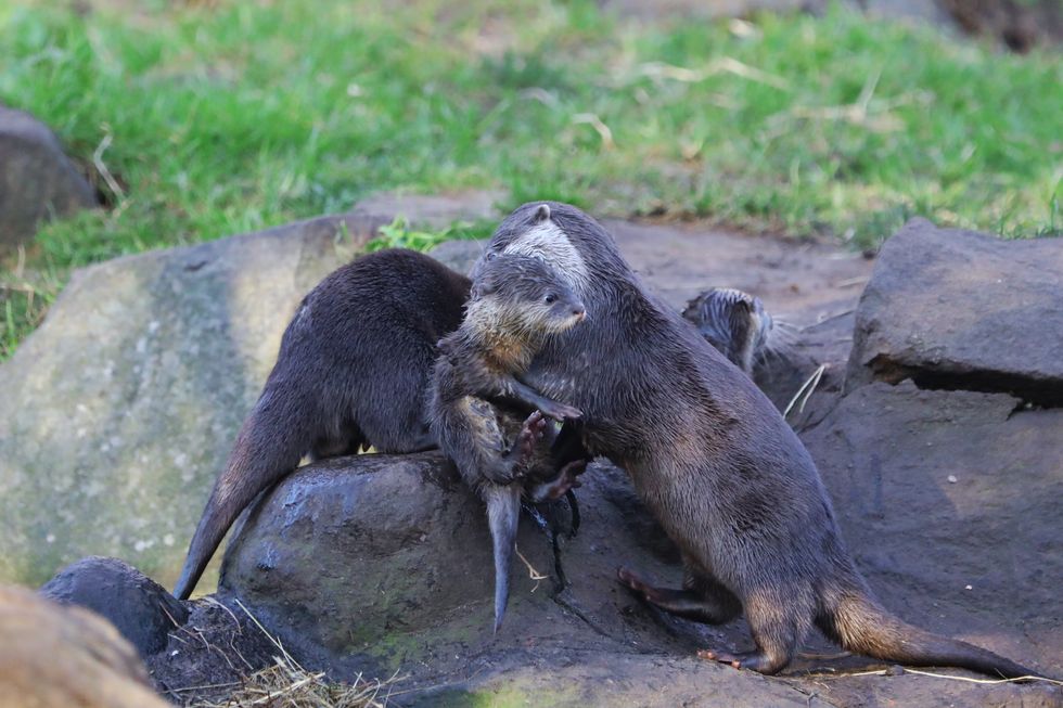 Zoo visitors get glimpse of otter pups