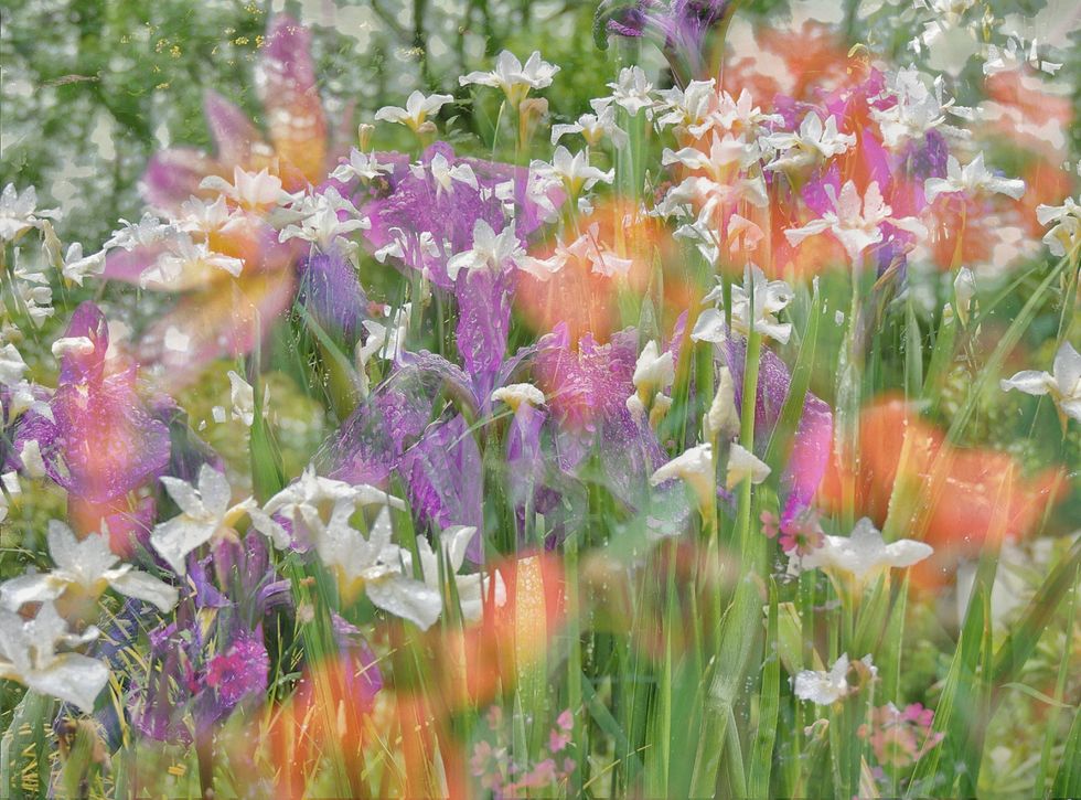 The overall young winner shot 'Fantasy flowers' ( Jack Sedgwick/RHS/PA)
