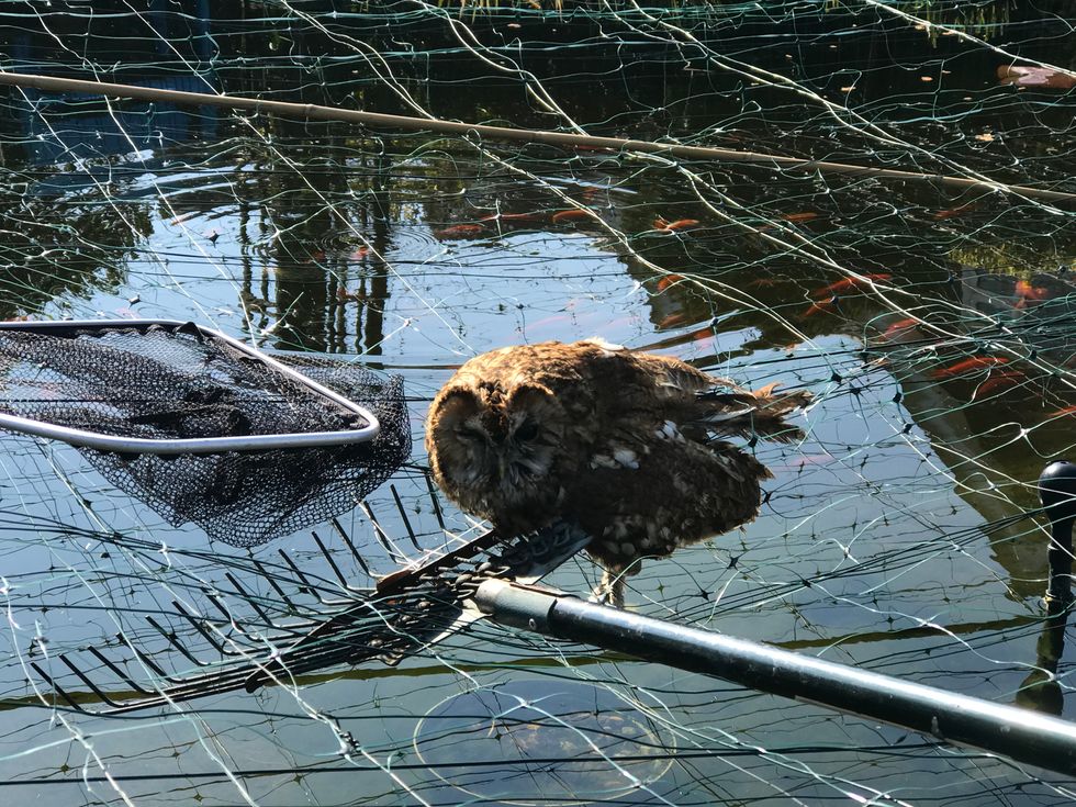 Tawny owl ‘will live to fly another night’ after encounter with pond netting