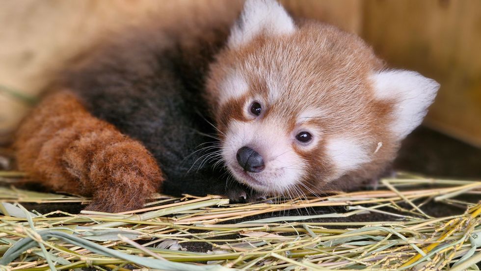 Public asked to help name endangered red panda cub born at zoo