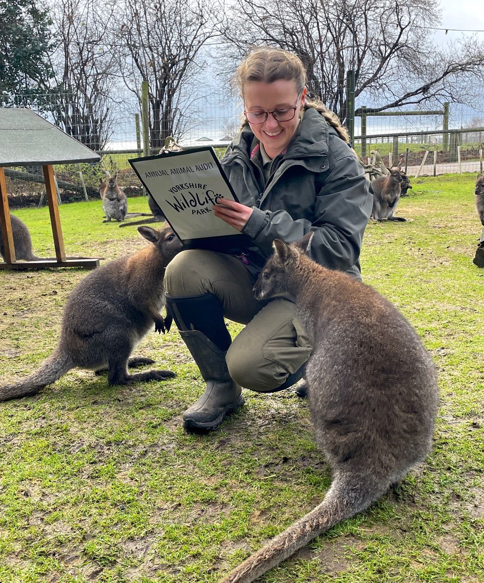 The park is also home to more than 25 wallabies who all had to be measured by keepers. (YWP/PA)
