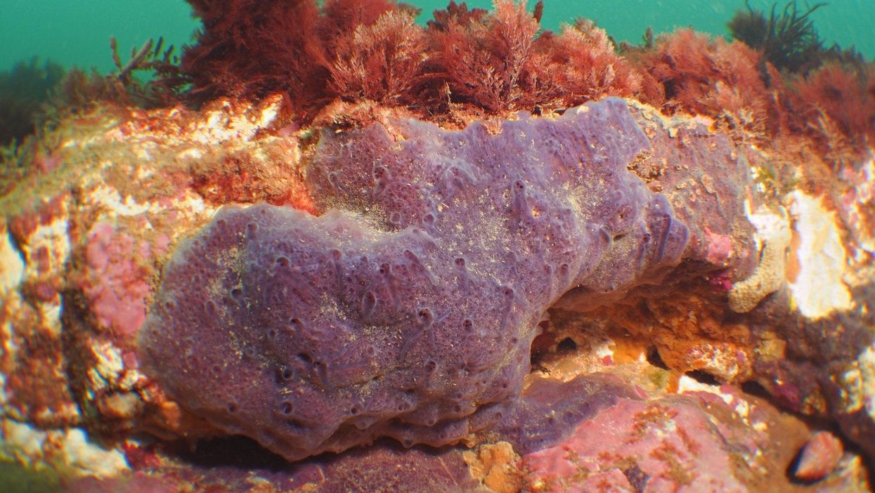 The Parpal Dumplin sea sponge