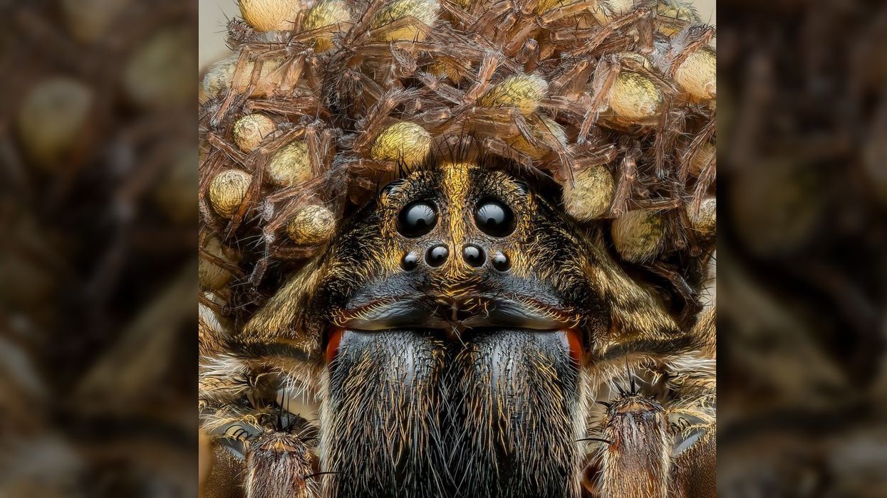 Wolf spider wears 'crown' of babies in jaw-dropping photo
