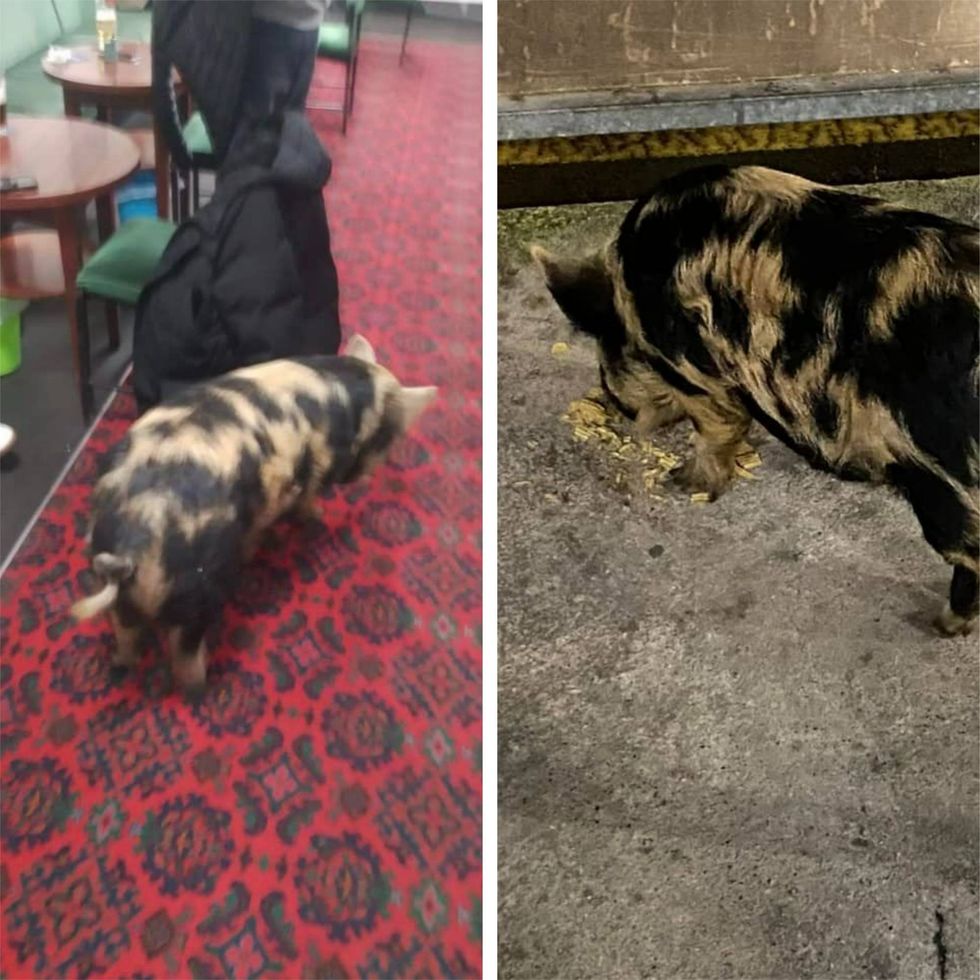 Pig wanders into working men’s club after escaping from allotment