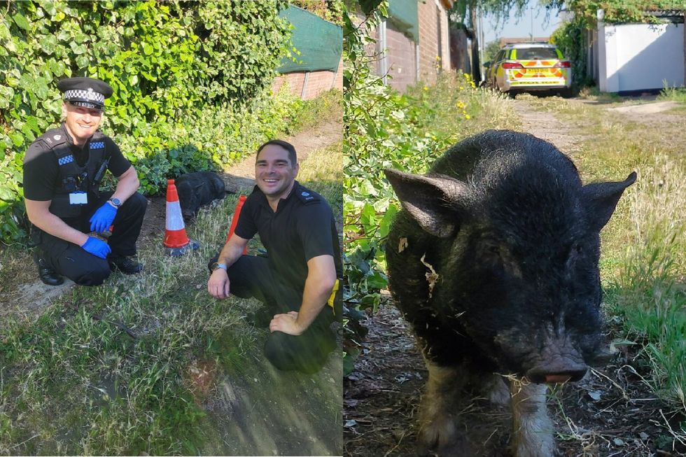 Pig apprehended after ‘munching through gardens’