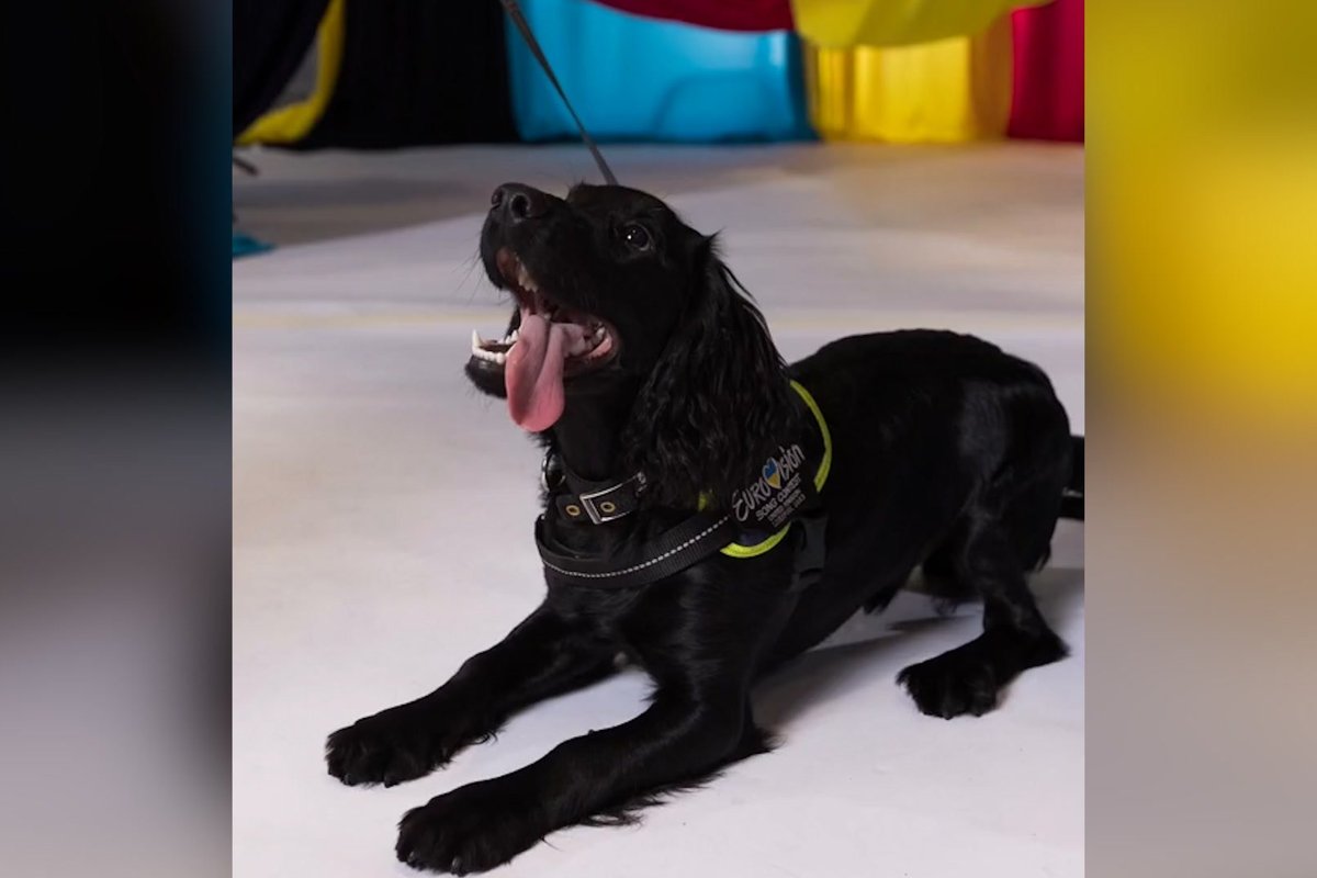 The police dogs of Eurovision become the stars of the show