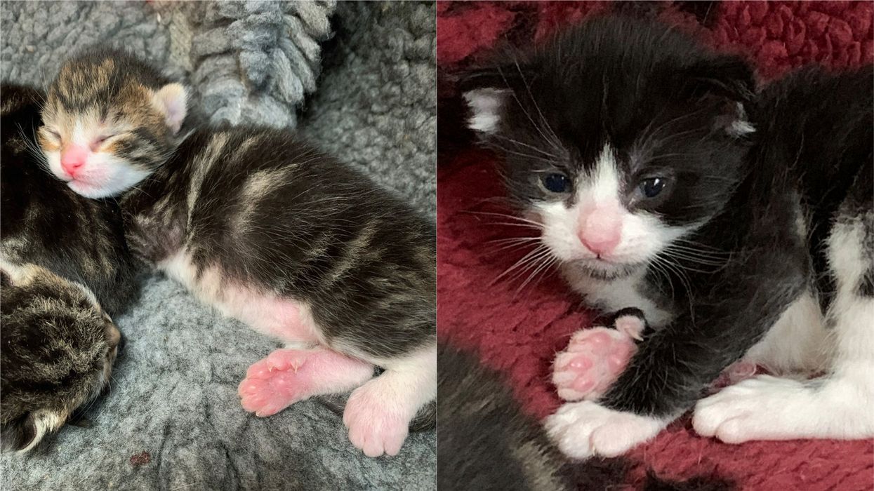 The polydactyl kittens