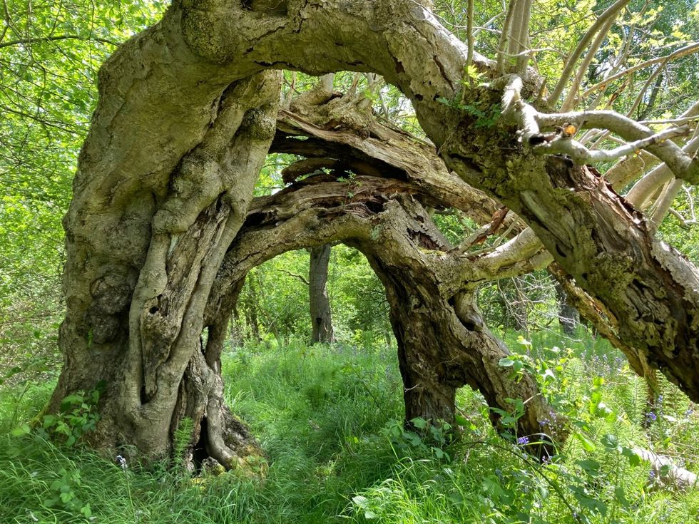 Ancient oaks and a mystical ‘portal’ rowan on shortlist for UK Tree of the Year