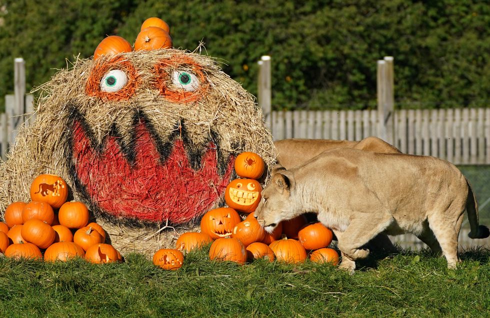 The pride were also seen pawing at a giant pumpkin-themed hay bale ahead of the park\u2019s Halloween festivities which begin on Friday (Andrew Milligan/PA)