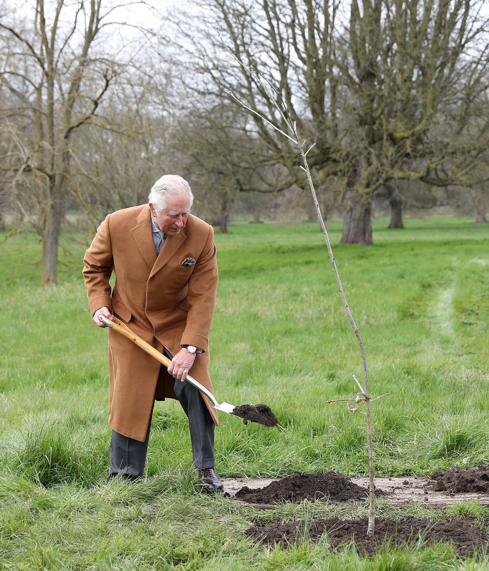The Prince of Wales planting the first Jubilee tree to mark the Queen\u2019s platinum jubilee in the grounds of Windsor Castle